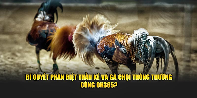 bi-quyet-phan-biet-than-ke-va-ga-choi-thong-thuong-cung-ok365