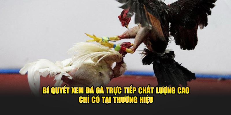 bi-quyet-xem-da-ga-truc-tiep-chat-luong-cao-chi-co-tai-thuong-hieu
