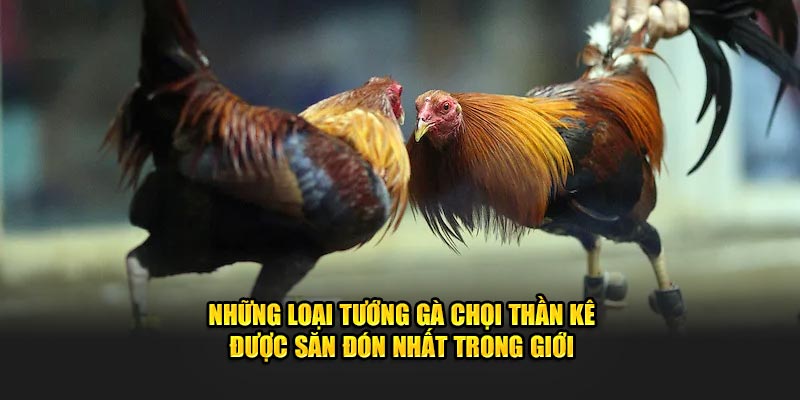 nhung-loai-tuong-ga-choi-than-ke-duoc-san-don-nhat-trong-gioi